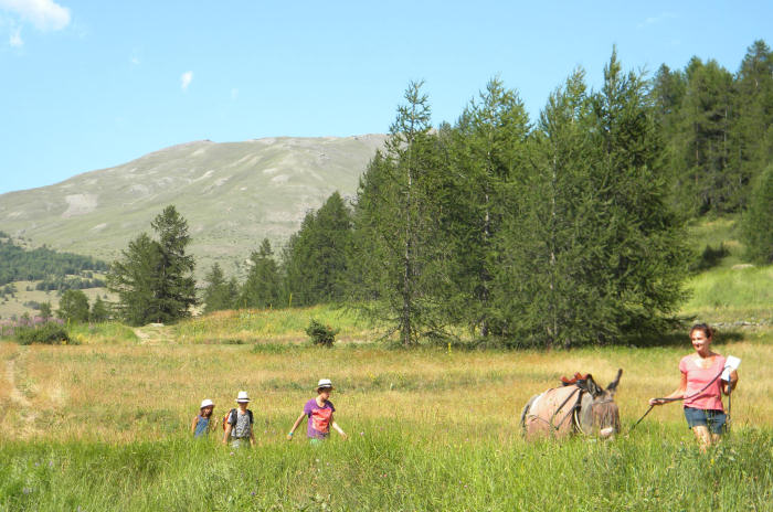 With the donkeys in the meadow