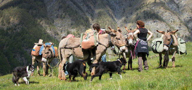 hiking with donkeys ans dogs