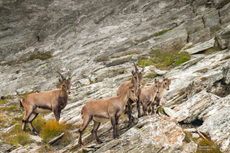 Ibex