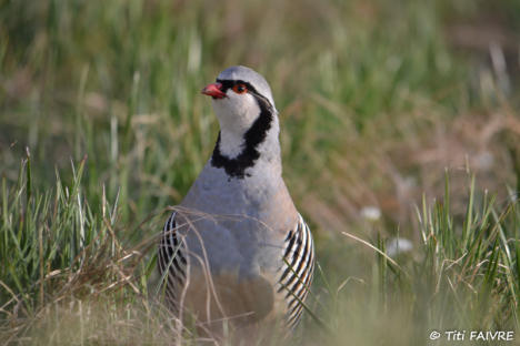 Partridge (Bartavelle)