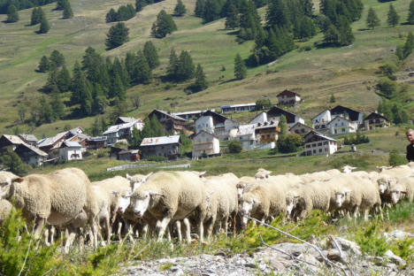 Descente des brebis avec le Roux