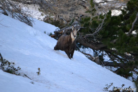 Chamois