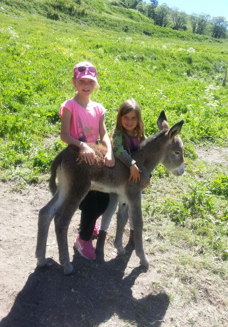Baby donkey with children