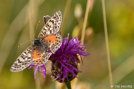 Papillon