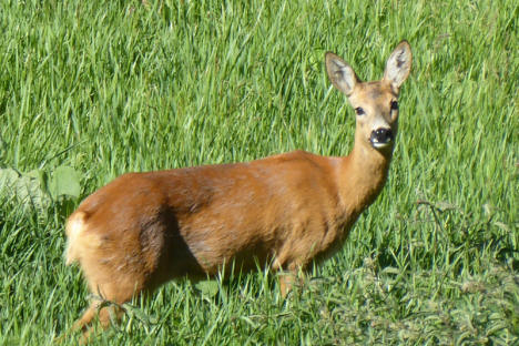 Roe deer