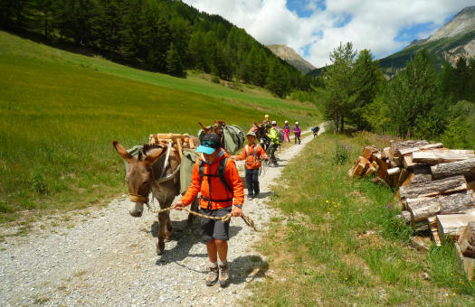 Children trekking with donkeys