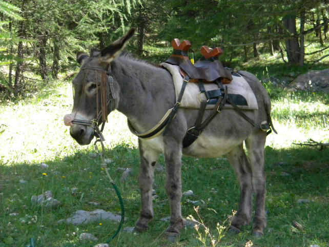 Paco and his packsaddle