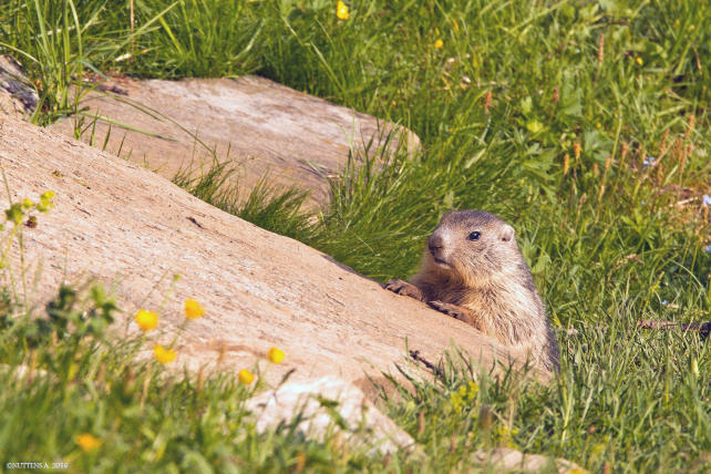 Marmot