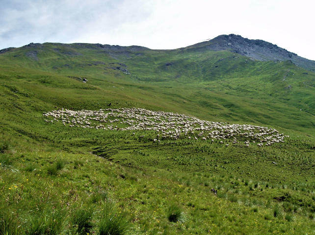 Flock of sheep St Martin