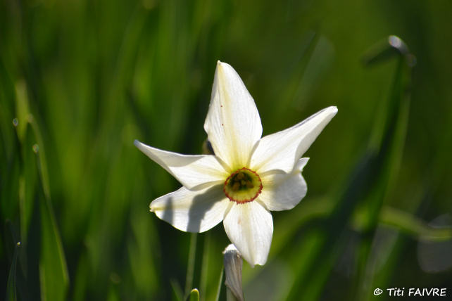 Narcissus