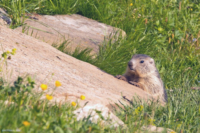 Marmot