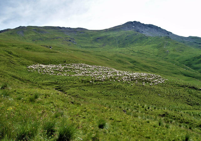 Flock St Martin