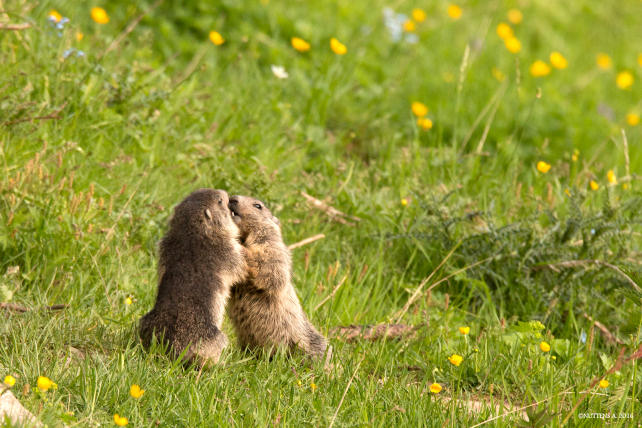 Marmots