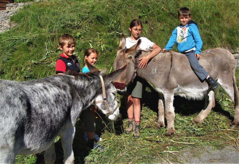 Children and donkeys