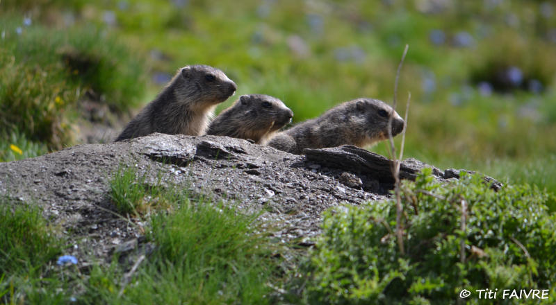 Marmottes