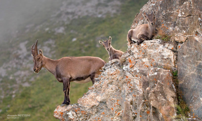 Ibex