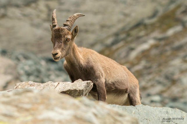 Ibex