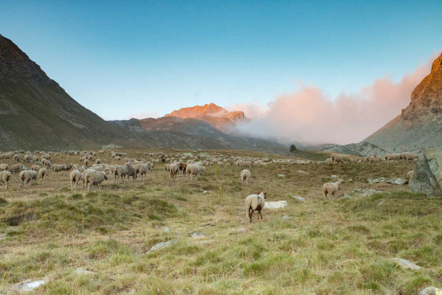 sheepfold