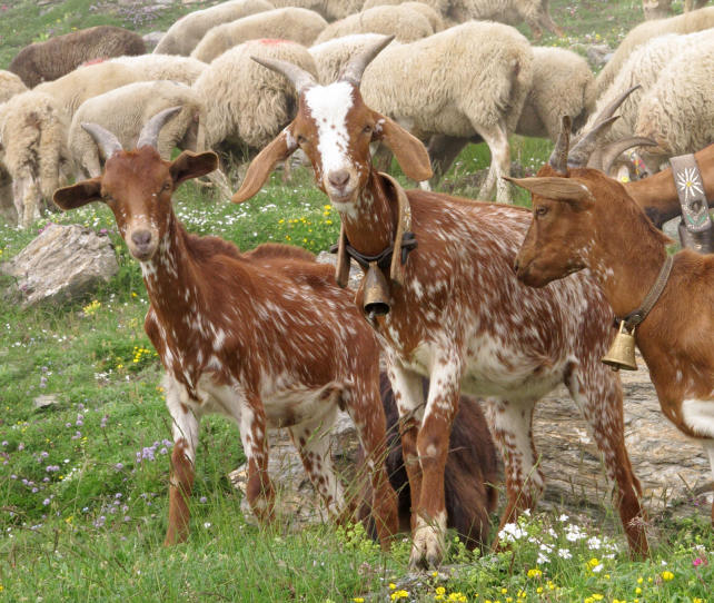 Italian goats Col Lacroix