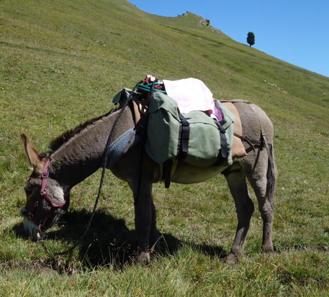 Donkey col Chabaud
