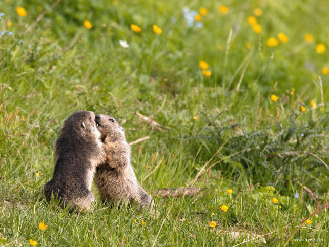 Marmots